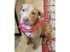 Adopt River a Tan/Yellow/Fawn Pit Bull Terrier / Mixed dog in Melrose