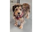 Adopt Rowdy a Black - with Tan, Yellow or Fawn Cavalier King Charles Spaniel /