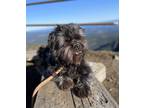 Adopt Buddy a Black Shih Tzu / Mixed dog in Beaverton, OR (41433064)