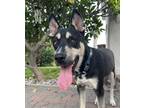 Adopt Alpo, fka Turbo a Black Siberian Husky / German Shepherd Dog dog in San