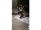 Adopt Domino a All Black Domestic Shorthair / Mixed cat in Bossier City