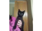 Adopt Tobi a All Black Domestic Shorthair / Mixed cat in Bossier City