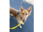 Adopt Giselle a Tan/Yellow/Fawn Collie / German Shepherd Dog / Mixed dog in San