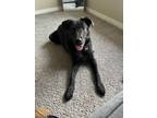 Adopt kylo a Black - with White Labrador Retriever / Mixed dog in Grand Prairie