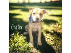 Adopt Crater a Labrador Retriever / Mixed Breed (Medium) / Mixed dog in