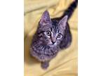 Adopt Dumpling a Domestic Mediumhair / Mixed (medium coat) cat in Freeport