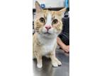 Adopt Basquet a White Domestic Shorthair / Domestic Shorthair / Mixed cat in
