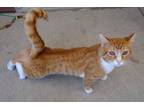 Adopt Aaron a Orange or Red Domestic Shorthair / Mixed Breed (Medium) / Mixed