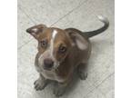 Adopt Millie a Brown/Chocolate Dachshund / Mixed dog in Amarillo, TX (41432925)