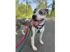 Adopt Rylee a Gray/Blue/Silver/Salt & Pepper Mixed Breed (Large) / Mixed dog in