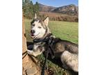 Adopt Everest a Siberian Husky dog in Fallbrook, CA (39147964)