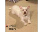 Adopt Henry (Courtesy Post) a White Shih Tzu / Jack Russell Terrier dog in