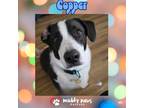 Adopt Copper (Courtesy Post) a Black - with White Bernese Mountain Dog / Corgi