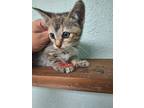 Adopt Simba a Gray, Blue or Silver Tabby Domestic Shorthair (short coat) cat in
