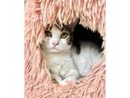 Adopt Fafa a White Domestic Shorthair / Domestic Shorthair / Mixed cat in