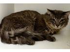 Adopt SENECA a Domestic Longhair / Mixed (short coat) cat in Midwest City
