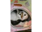 Adopt Lil Bit a White Domestic Shorthair / Domestic Shorthair / Mixed cat in
