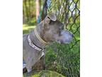 Adopt Irma a Gray/Blue/Silver/Salt & Pepper American Pit Bull Terrier / Mixed