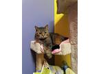 Adopt Jewels a Brown Tabby Domestic Shorthair / Mixed Breed (Medium) / Mixed