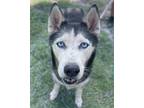 Adopt ZOE a Black Alaskan Klee Kai / Mixed Breed (Medium) / Mixed (short coat)