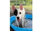 Adopt Artemis a White Terrier (Unknown Type, Small) / Mixed dog in Gulfport