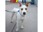Adopt Blissy a White Terrier (Unknown Type, Medium) / Mixed Breed (Medium) /