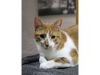 Adopt Socks a White Domestic Shorthair / Domestic Shorthair / Mixed cat in