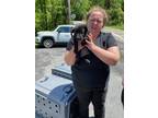 Adopt 55896800 a Black Mixed Breed (Medium) / Mixed dog in Blue Ridge