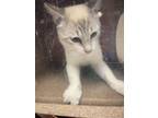 Adopt 2700 Rosewood a White Domestic Shorthair / Domestic Shorthair / Mixed cat