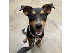 Adopt T-Boz a Black Rottweiler / Australian Cattle Dog / Mixed dog in Lihue