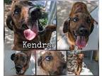 Adopt Kendra a Brindle Plott Hound / Mixed Breed (Medium) / Mixed (short coat)