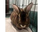 Adopt Nutmeg a Chocolate Other/Unknown / Other/Unknown / Mixed rabbit in