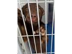 Adopt Chai a Brown/Chocolate German Shepherd Dog / Mixed dog in Lancaster
