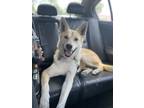 Adopt Oliver a Tan/Yellow/Fawn - with White Husky / Mixed dog in Fort Collins
