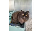 Adopt Padme a Domestic Longhair / Mixed cat in Barrie, ON (41432752)
