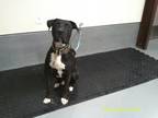 Adopt a Black Mastiff / American Staffordshire Terrier dog in Jourdanton