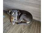 Adopt a Brown/Chocolate Terrier (Unknown Type, Medium) dog in Jourdanton