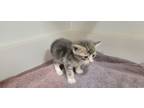 Adopt a Orange or Red Domestic Shorthair (short coat) cat in Jourdanton