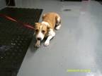 Adopt Daphne a Gray/Blue/Silver/Salt & Pepper Bull Terrier dog in Jourdanton