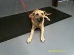 Adopt Leah a Brown/Chocolate Labrador Retriever dog in Jourdanton, TX (41432736)