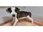 Adopt Chilli a White Australian Cattle Dog dog in Jourdanton, TX (41432735)