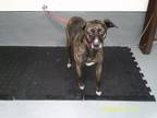 Adopt Cali a Brindle Plott Hound dog in Jourdanton, TX (41432734)