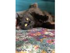 Adopt Monster a All Black Maine Coon / Mixed (long coat) cat in Topeka