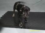 Adopt Lucy a Black Catahoula Leopard Dog dog in Jourdanton, TX (41432721)