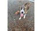 Adopt Oak a American Staffordshire Terrier dog in Jourdanton, TX (41432715)