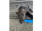 Adopt Sassy a Black Shepherd (Unknown Type) dog in Jourdanton, TX (41432714)