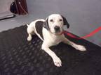 Adopt Pepe a White Australian Cattle Dog dog in Jourdanton, TX (41432713)