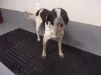 Adopt Mancha a Black German Shorthaired Pointer dog in Jourdanton, TX (41432712)