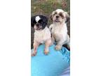 Adopt Caleb & Melinda a Shih Tzu / Mixed dog in Davie, FL (41411563)