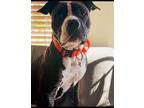 Adopt Nikko a Brown/Chocolate - with White American Staffordshire Terrier dog in